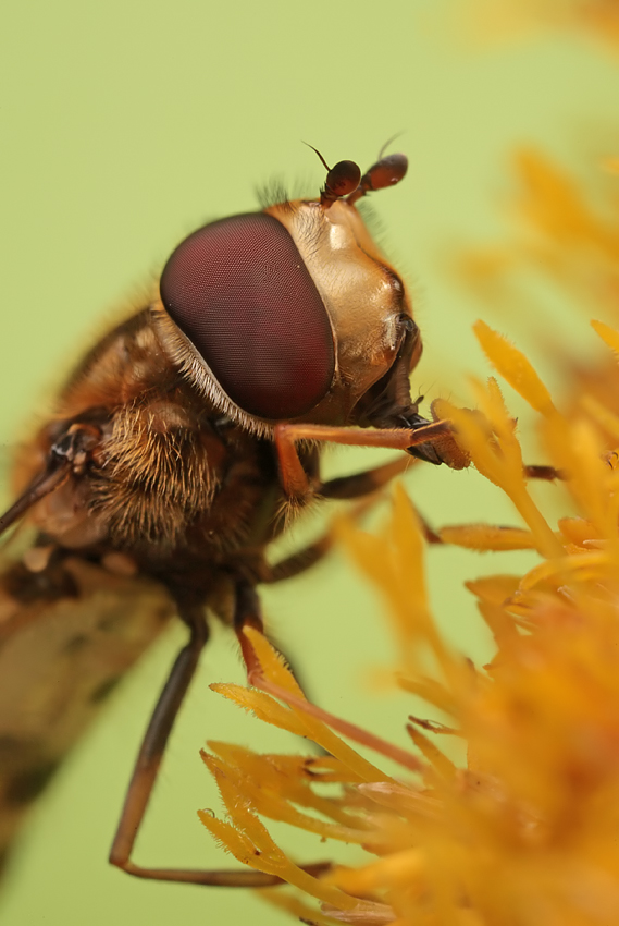 Marmalade Hoverfly feeding